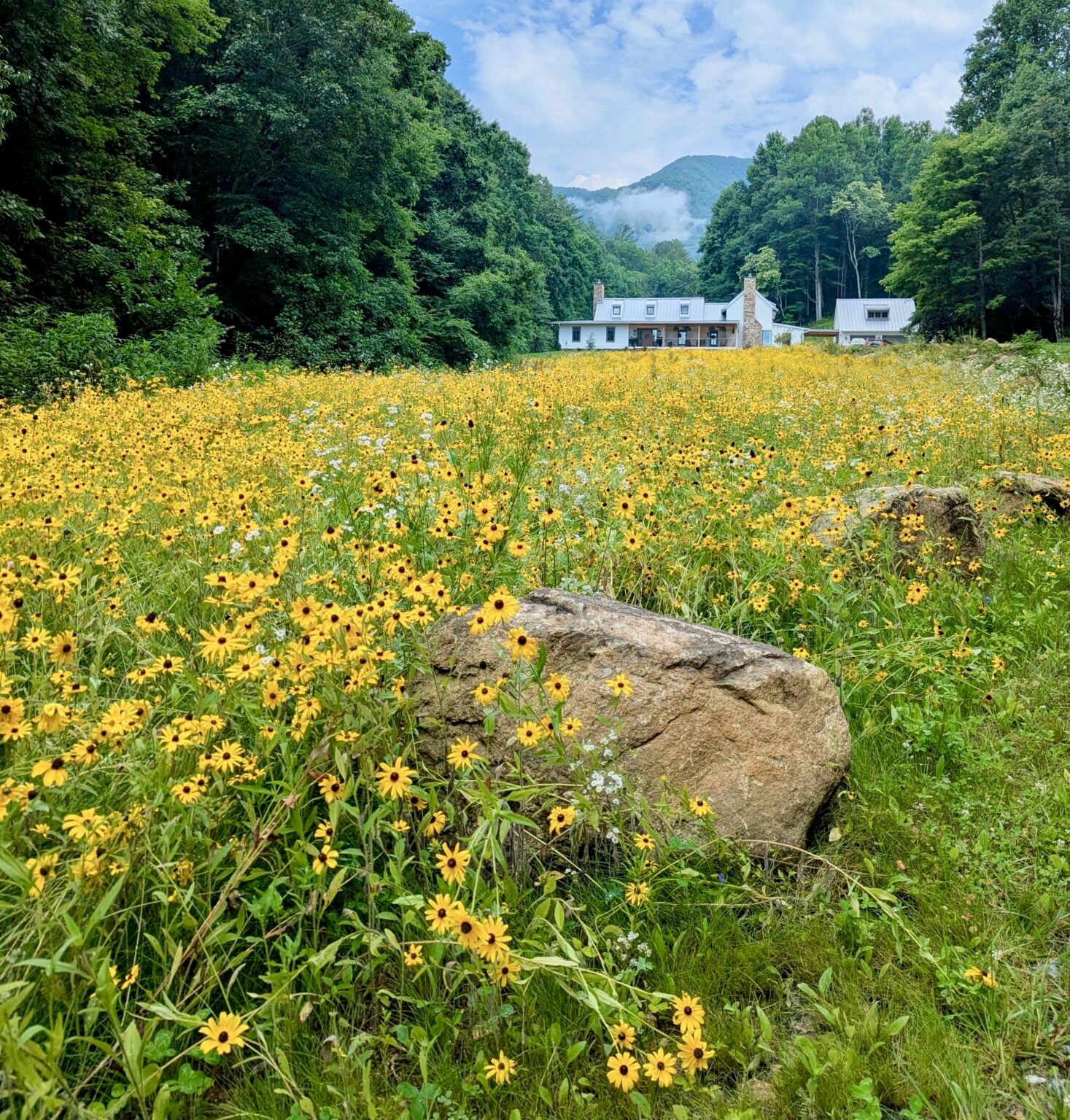 sarah b wildflowers